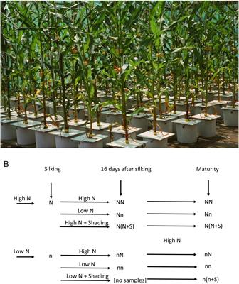 Differential Regulation of Kernel Set and Potential Kernel Weight by Nitrogen Supply and Carbohydrate Availability in Maize Genotypes Contrasting in Nitrogen Use Efficiency